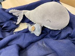 Vorschaubild Unser Klassentier Wilma hat bei uns ein eigenes Meer!