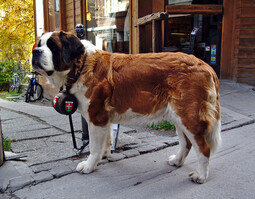 Source: https://pixabay.com/photos/dog-bernhardiner-switzerland-1436192/