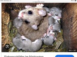 Vorschaubild 