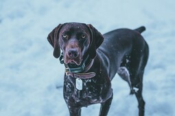 Source: https://www.pexels.com/photo/portrait-of-brown-dog-on-snow-10771920/