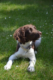 Source: https://pixabay.com/photos/dog-puppy-animal-m%c3%bcnsterl%c3%a4nder-2521567/