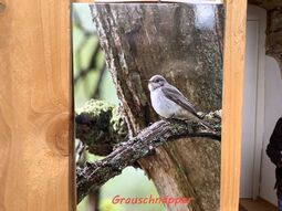 Vorschaubild Grauschnäpper