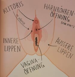 Vorschaubild weibliche Geschlechtsteile