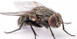 Vorschaubild Die Fliege