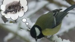 Vorschaubild 