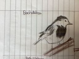 Vorschaubild Bachstelze