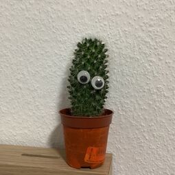 Vorschaubild 