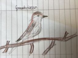Vorschaubild Grauschnäpper