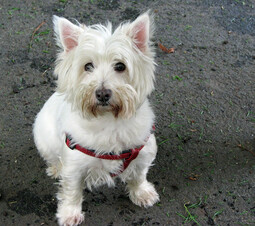 Source: https://pixabay.com/photos/west-highland-white-terrier-westie-76286/