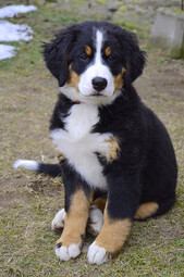 Source: https://pixabay.com/photos/puppy-bernese-mountain-dog-dog-1192131/