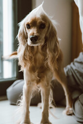 Source: https://www.pexels.com/photo/a-dog-standing-near-a-window-6342006/