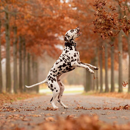 Source: https://pixabay.com/photos/dalmatian-dog-pet-canine-animal-6815838/