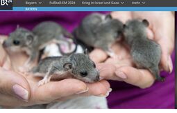 Vorschaubild Baby