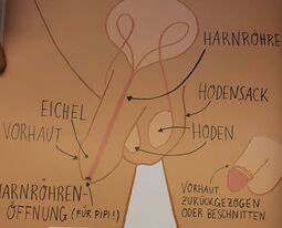 Vorschaubild männliche Geschlechtsteile