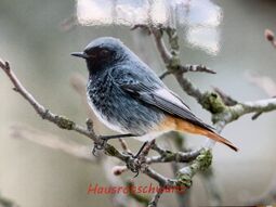 Vorschaubild Hausrotschwanz<br>13 bis 14,5 cm<br> <br>Quelle: Wikipedia.de