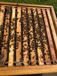 Vorschaubild Einzug der Bienen 3