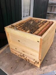 Vorschaubild Einzug der Bienen 2