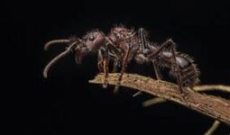Vorschaubild Schwarzameise