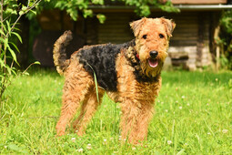 Source: https://pixabay.com/photos/dog-airedale-terrier-domestic-animal-3526279/