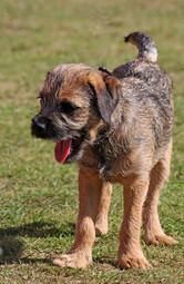 Source: https://pixabay.com/photos/border-terrier-terrier-puppy-pup-164108/