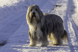 Source: https://pixabay.com/photos/dog-canine-pet-bearded-collie-6107758/